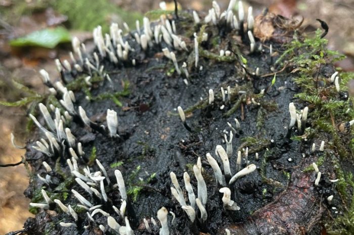 Ecole dehors – 5ème : Les champignons