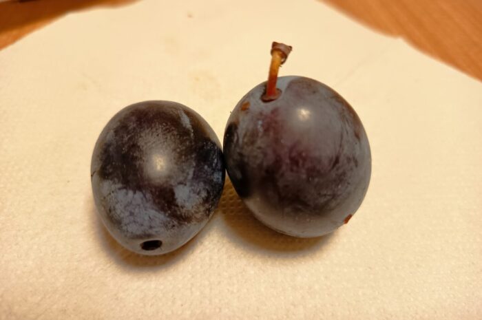 Dégustation d&rsquo;un fruit de fin d&rsquo;été : la prune 🟣