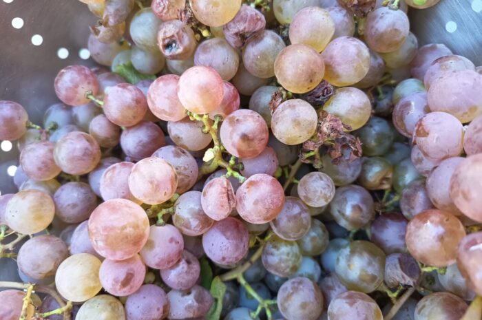 Dégustation d&rsquo;un fruit de fin d&rsquo;été : le raisin🍇